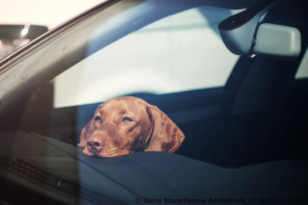 Hund im heißen Auto