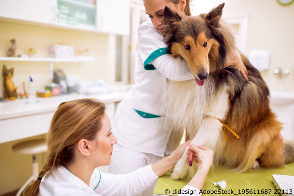 Schilddrüsenunterfunktion und Kortisolüberproduktion beim Hund
