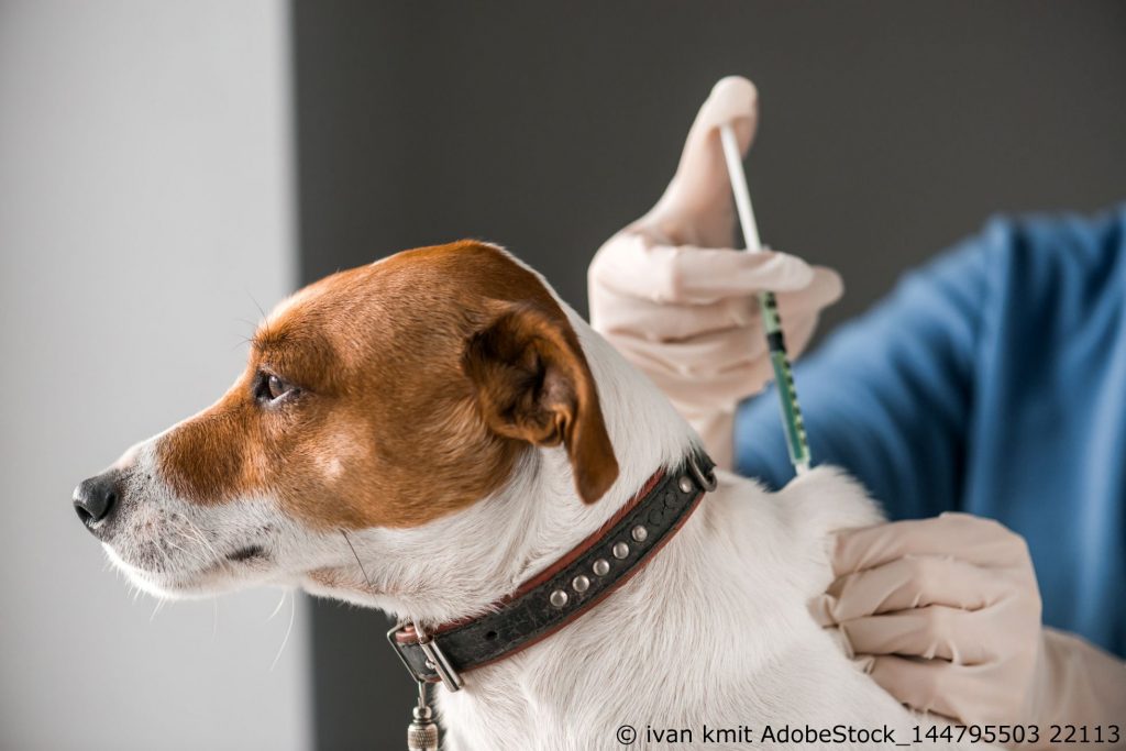 Leishmaniose-Impfung beim Hund