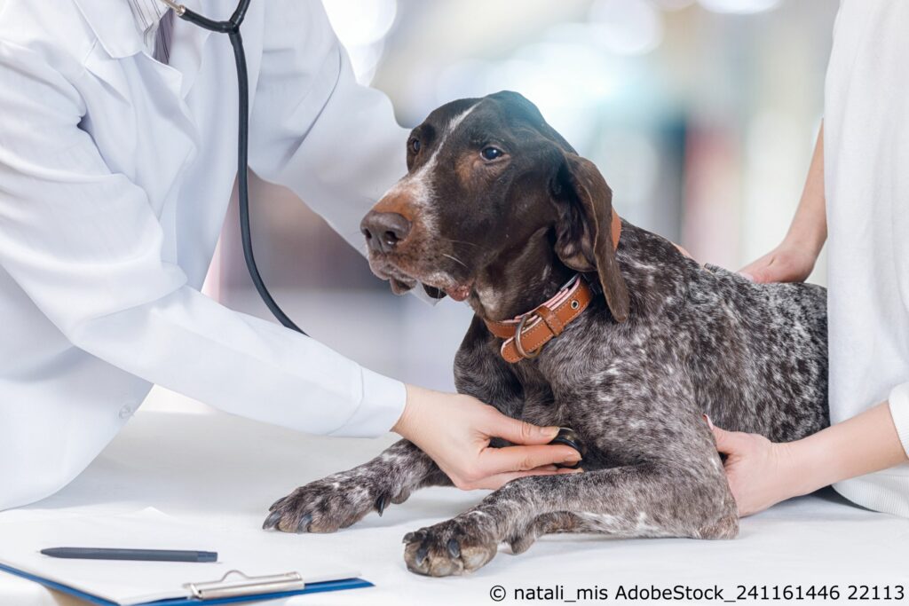 Wer haftet beim Tierarzt?