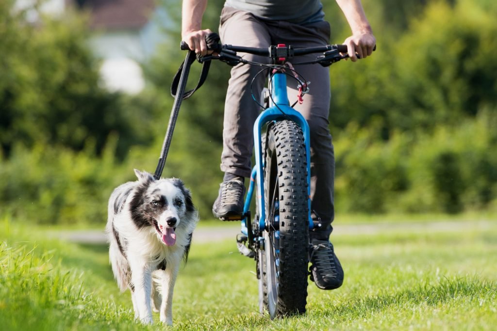 Hund mit dem Fahrrad
