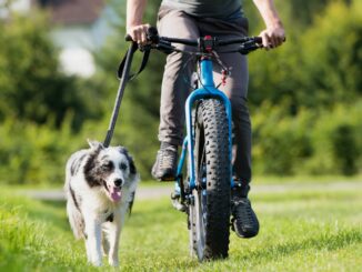 Fahrradtour mit dem Hund