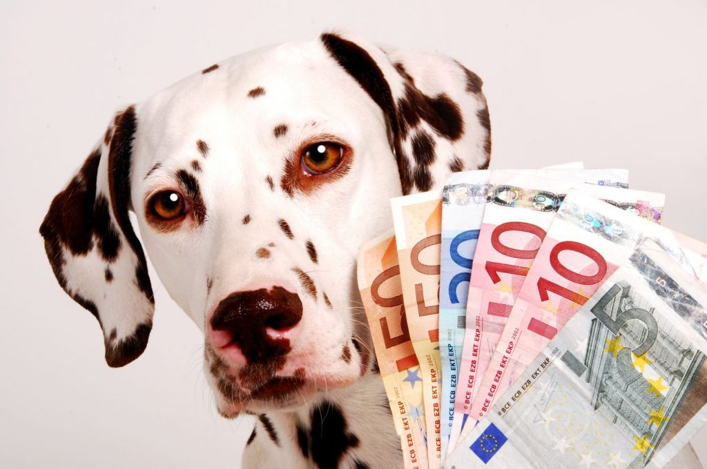Was kostet ein Hund