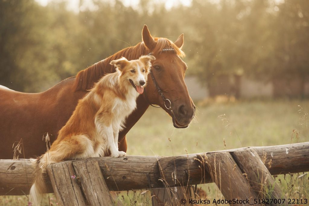 Pferd und Hund werden nur sehr selten Freunde
