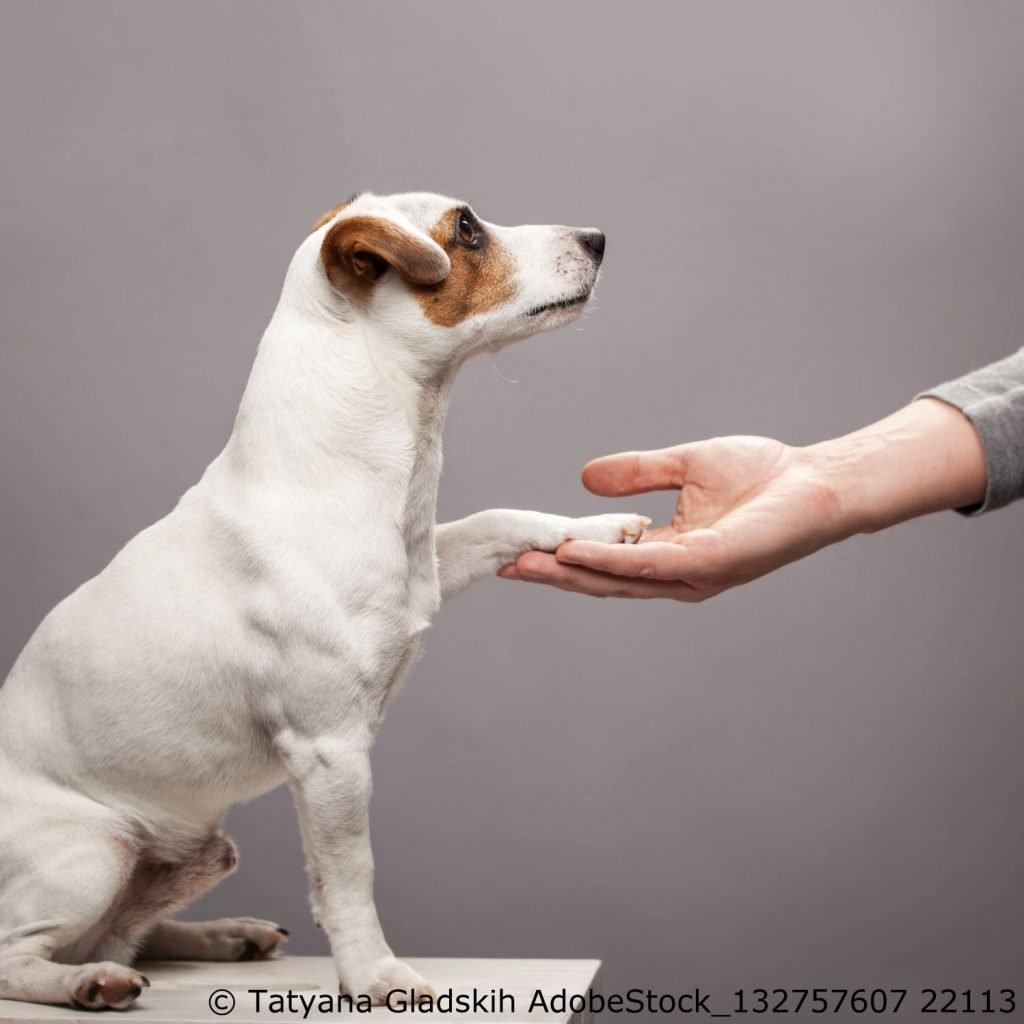 Vertrauen zwischen Mensch und Hund