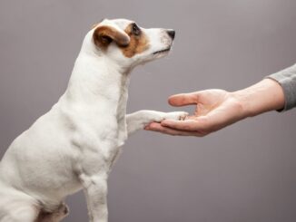 Vertrauen zwischen Mensch und Hund