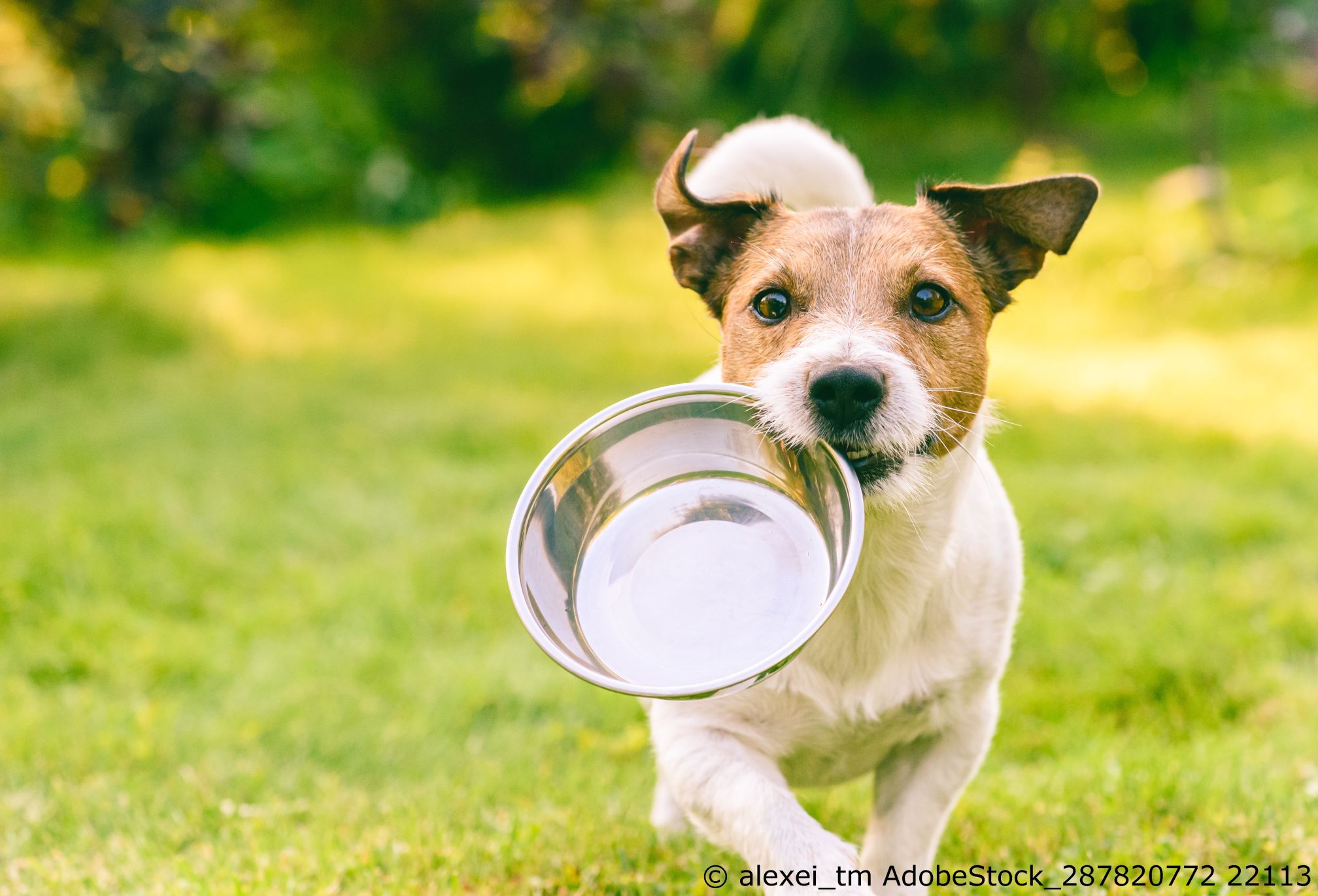 Nahrung und Futter für Hunde
