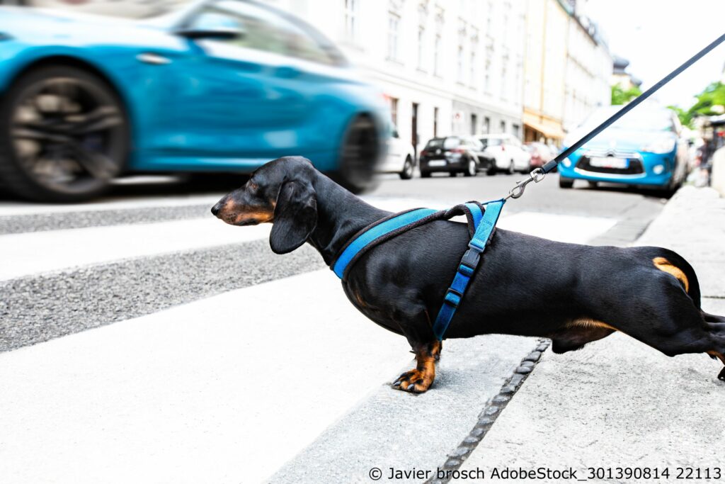 Hunde im Straßenverkehr