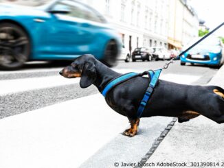 Hund im Straßenverkehr
