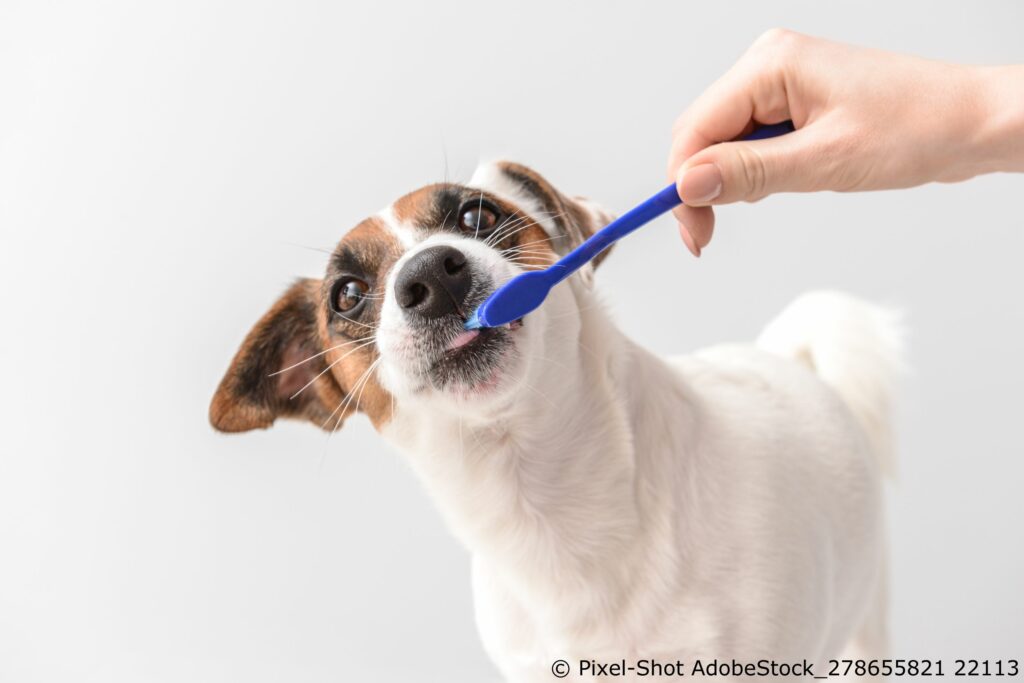 Zahnpflege beim Hund