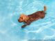Schwimmen mit dem Hund