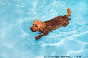 Schwimmen mit dem Hund