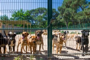Tierschutz Spanien