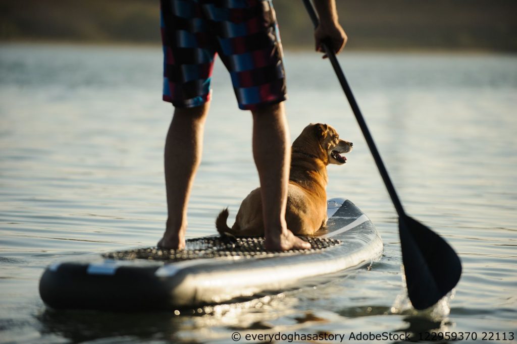 stand up paddling mit dem hund