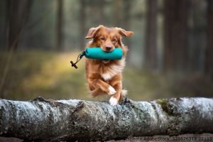 Trainingstipps für Hunde