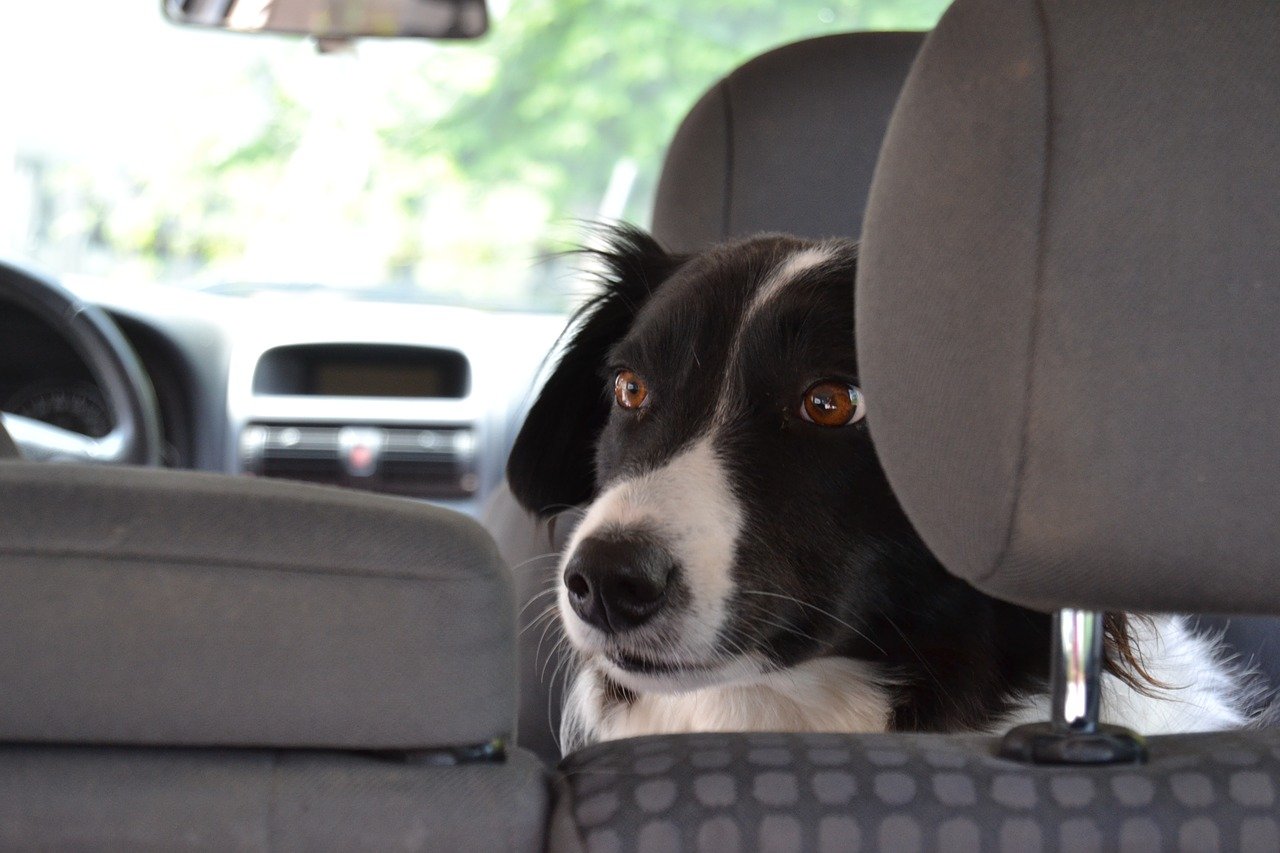 ▷ Hunde Autositze - Unterwegs mit dem Vierbeiner
