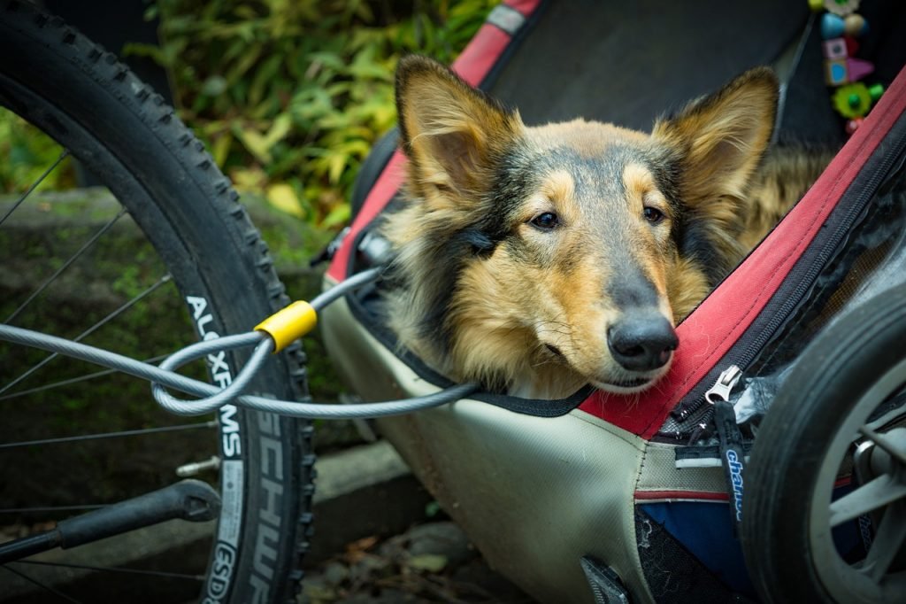 Hunde - Fahrradanhänger für eBikes